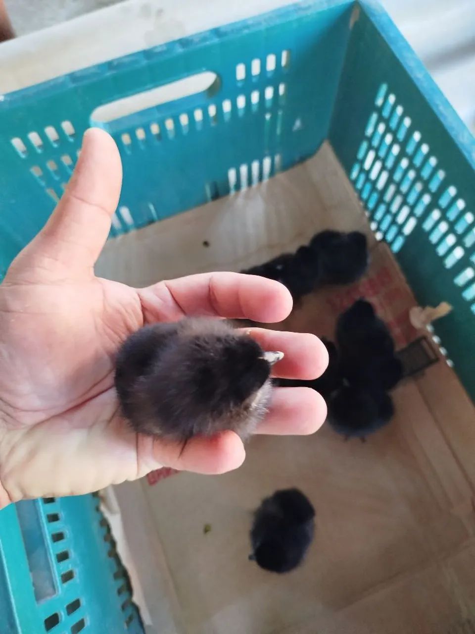 Pintinhos postura e caipira