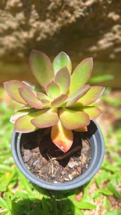 Suculenta Echeveria Hanaikada