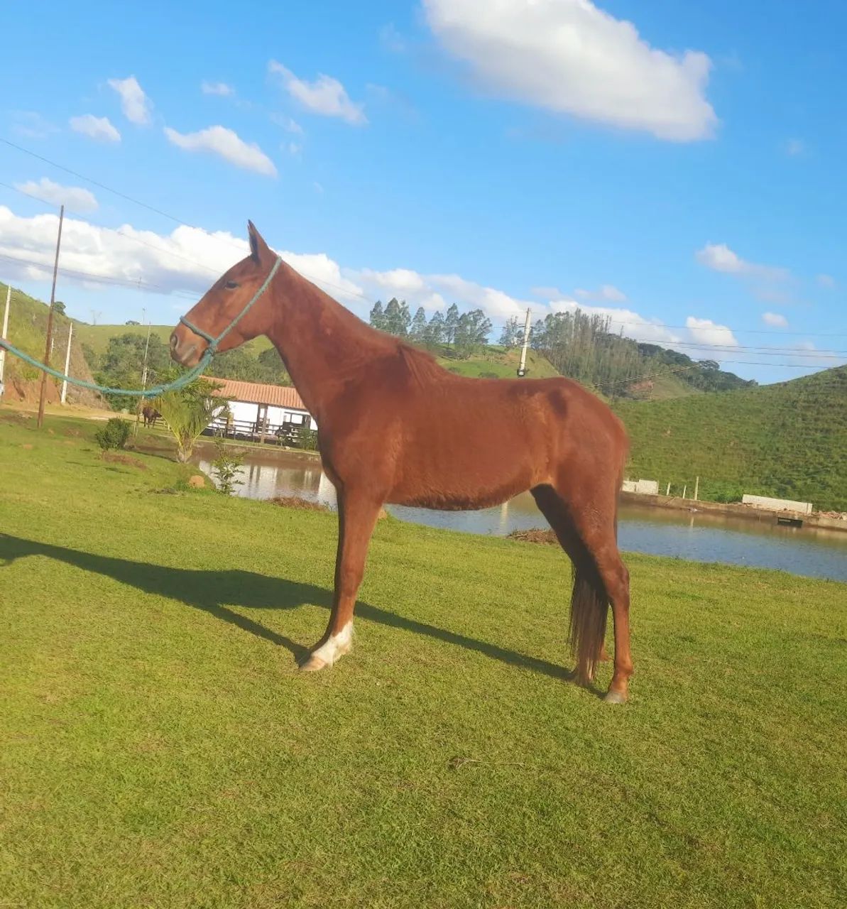 Potra mangalarga registrada, 3 anos em 30 parcelas de RS 400,00 no boleto