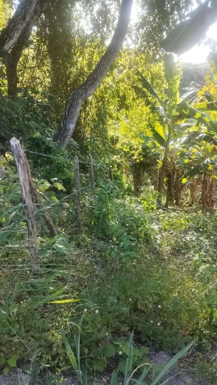 Sítio com 6 hectares repleto de bananeiras  - Foto 3