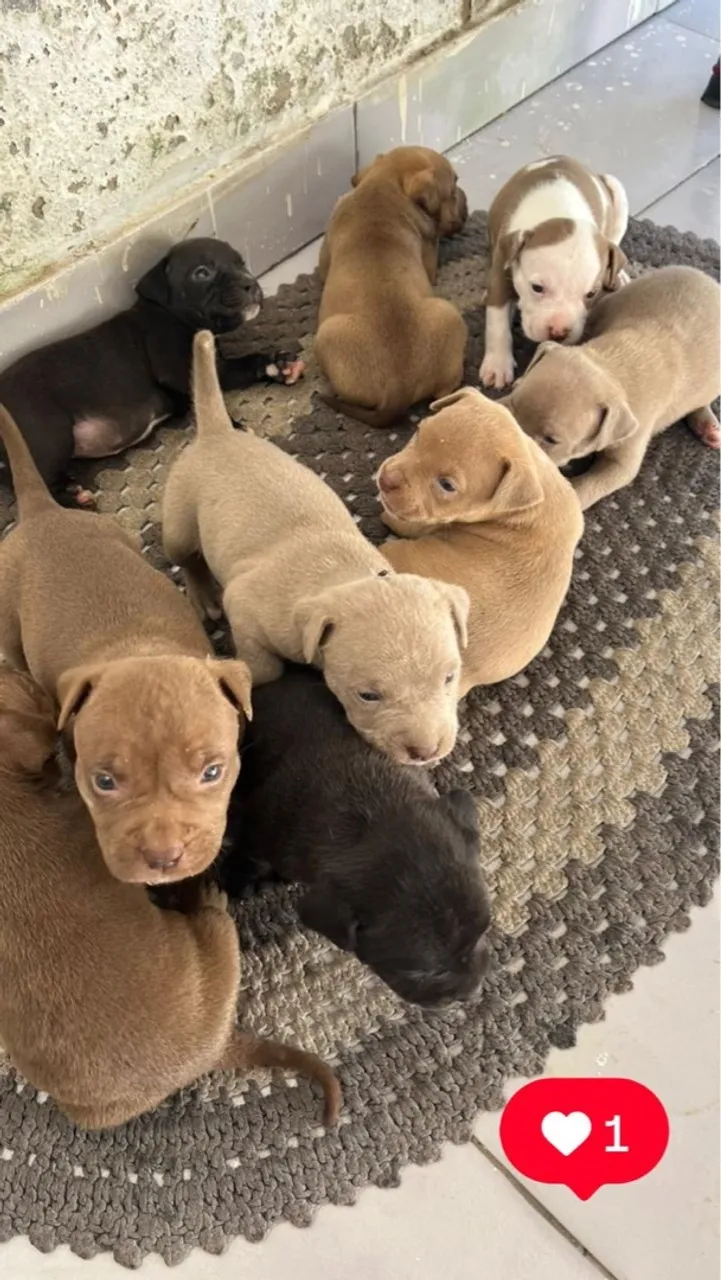 American Bully