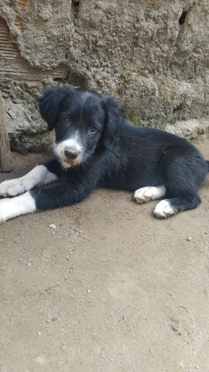 Filhote de Border Collie
