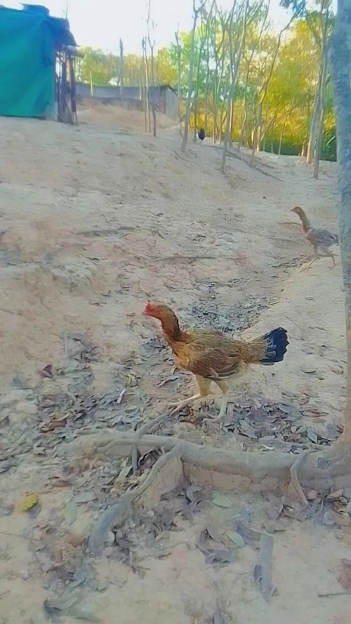 Galos e galinhas caipiras