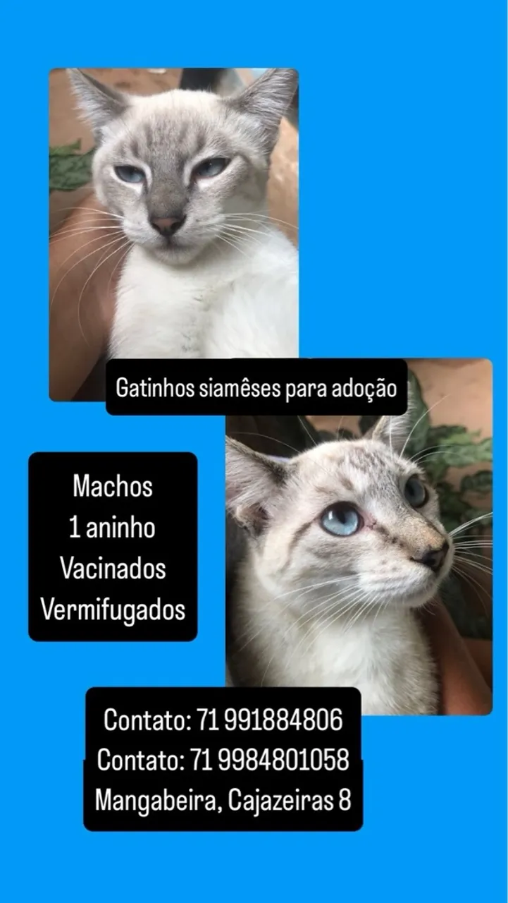 Gatinhos siameses machos para adoção - 1 ano