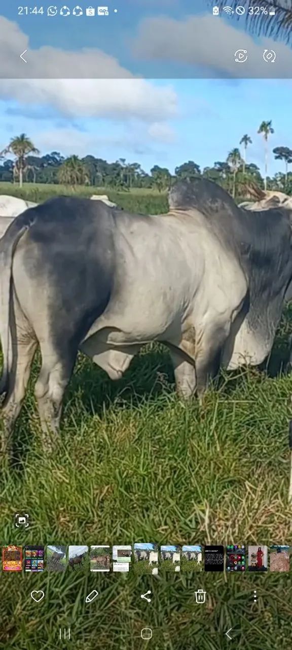 Touro Nelore PO - Foto 3