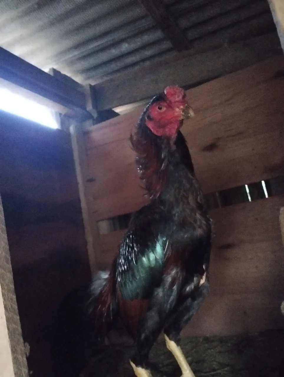 Frango indio