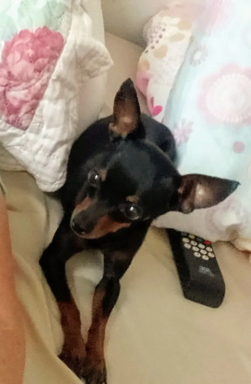 Pinscher