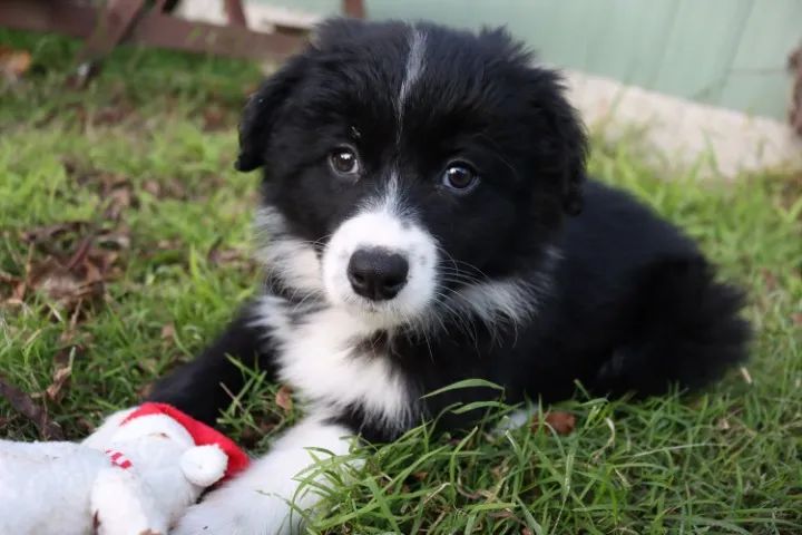 Border Collie com 50 dias - Confira 