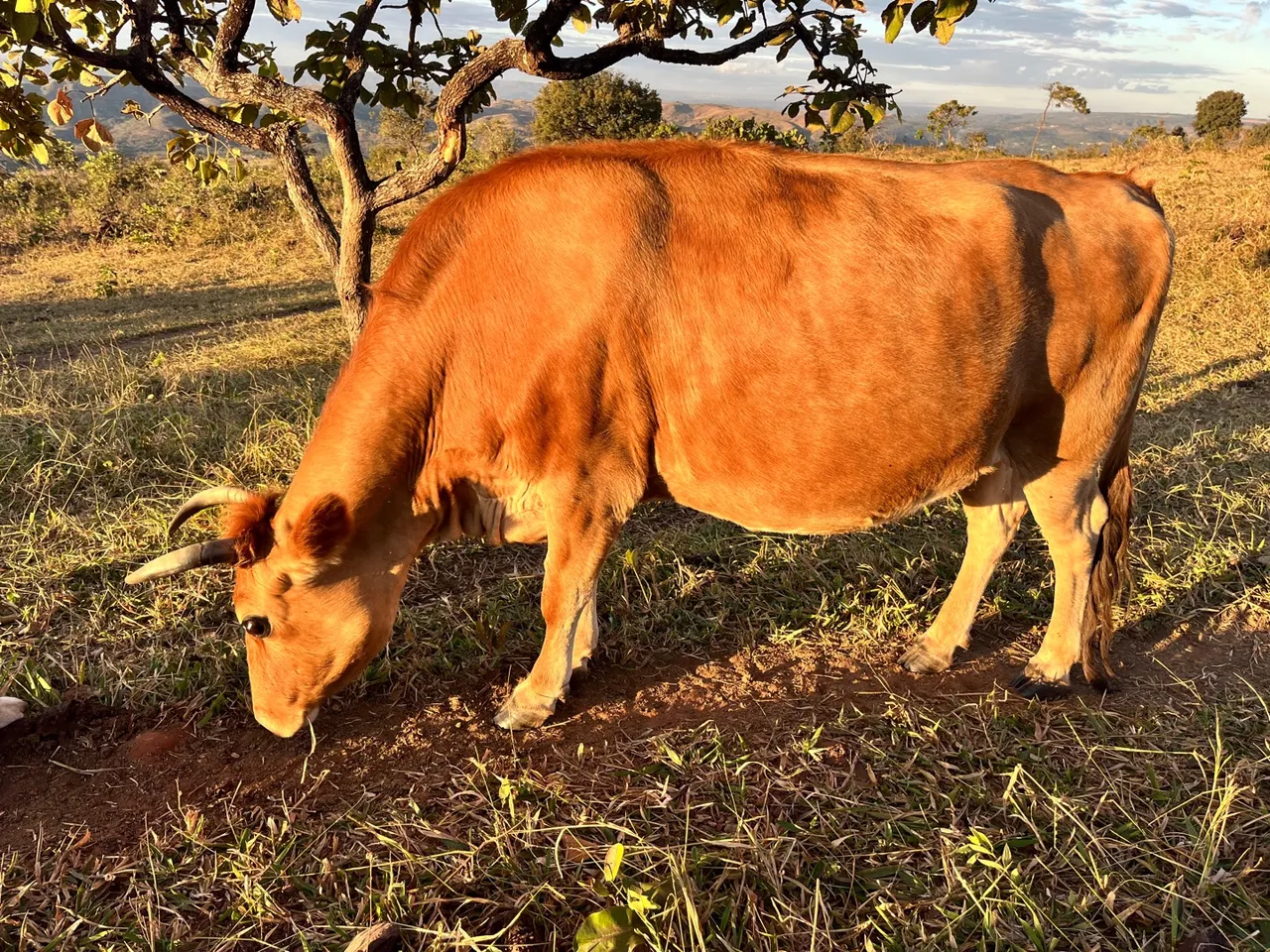 Vaca Jersey