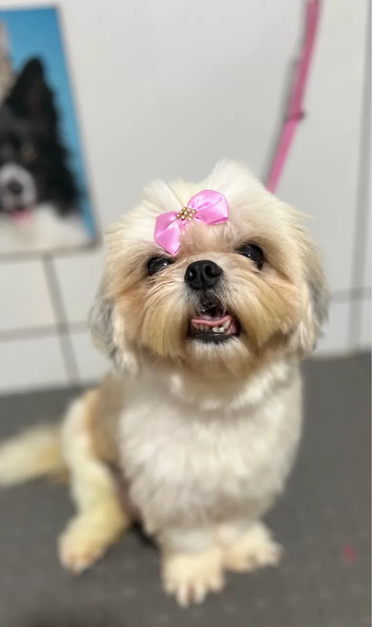 Shih Tzu fêmea e macho