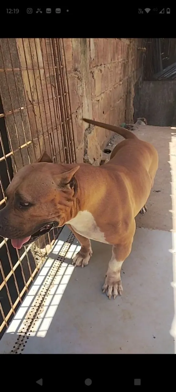 Pitbull Forte e Musculoso para um Lar Amoroso