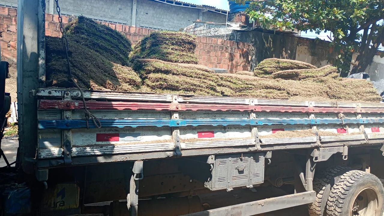 Grama esmeralda de qualidade para seu jardim. - Foto 3