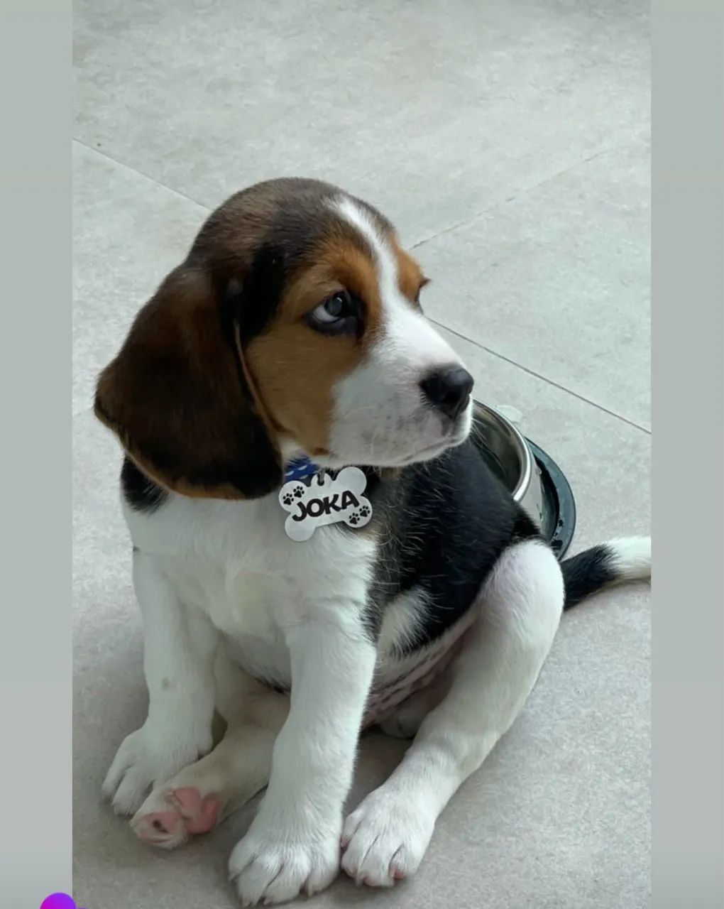 Beagles com garantias  - Foto 2