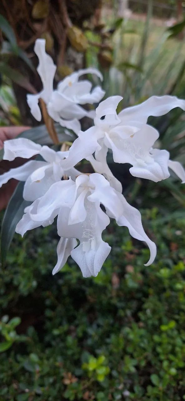 Orquídeas brancas (mudas)