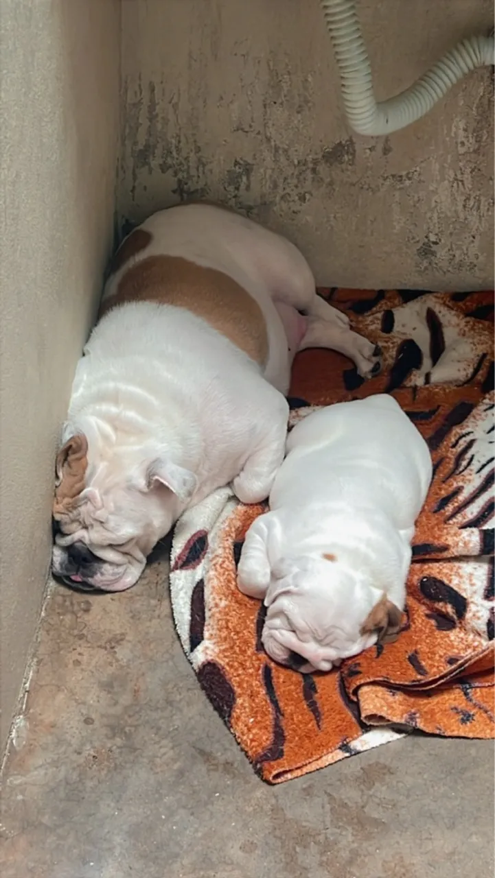 Buldog Inglês Filhote fêmea
