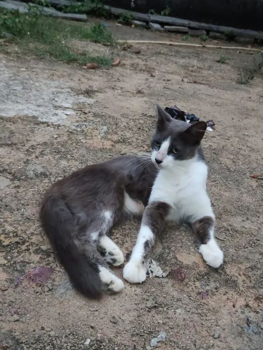 Mãezinha e filhotes disponíveis para Adoção Responsável 