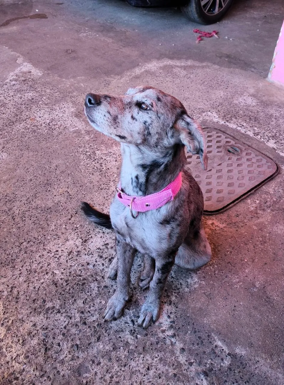 Filhote de Cachorro Adorável para Adoção