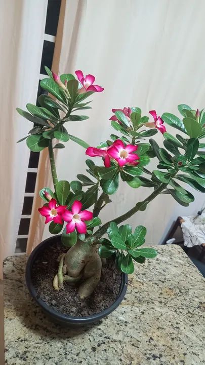 Rosa do Deserto de semente - Adenium obesum - Foto 6