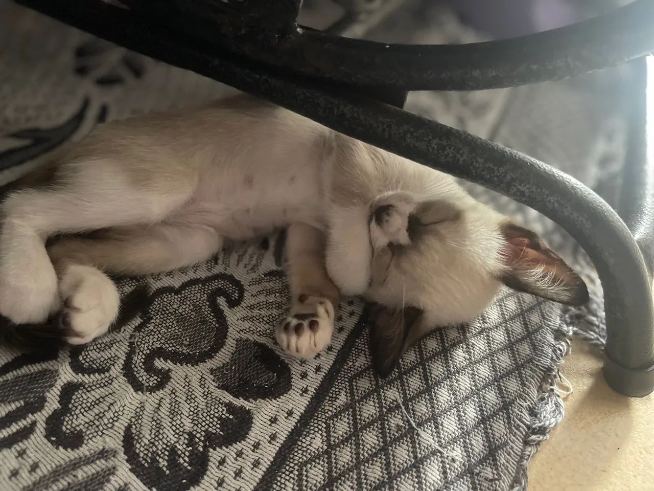 Para doação um macho e uma fêmea  - Foto 2