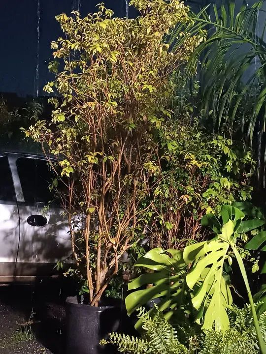 Jabuticabeira produzindo 