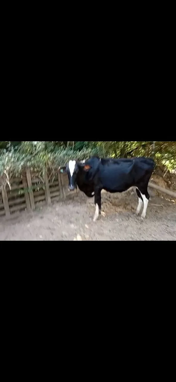 Novilha