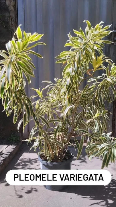 Plantas Pleomele Variegata