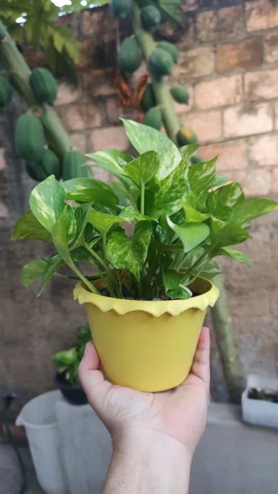 Planta verde em vaso amarelo