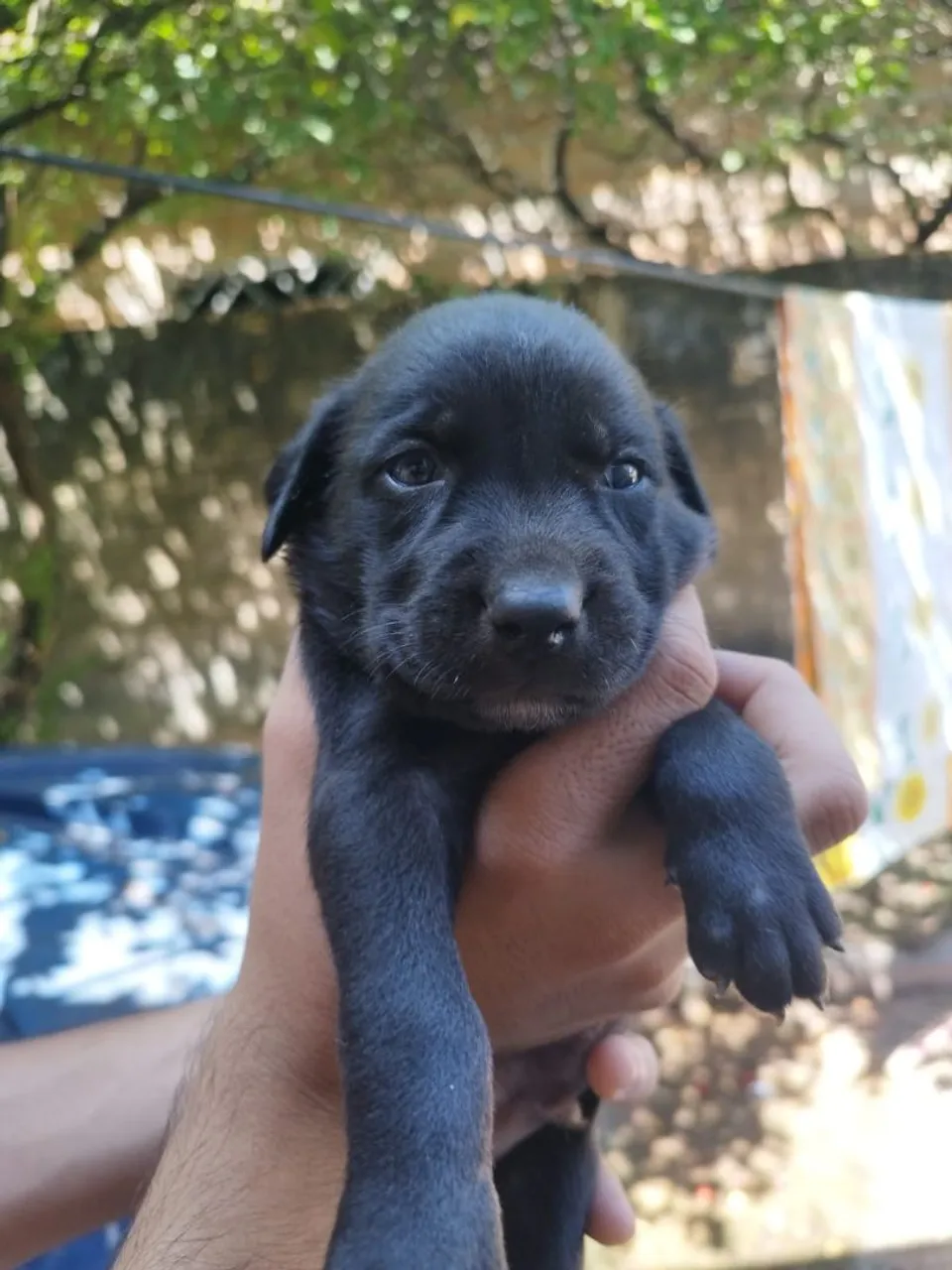 Doando filhote de cachorro