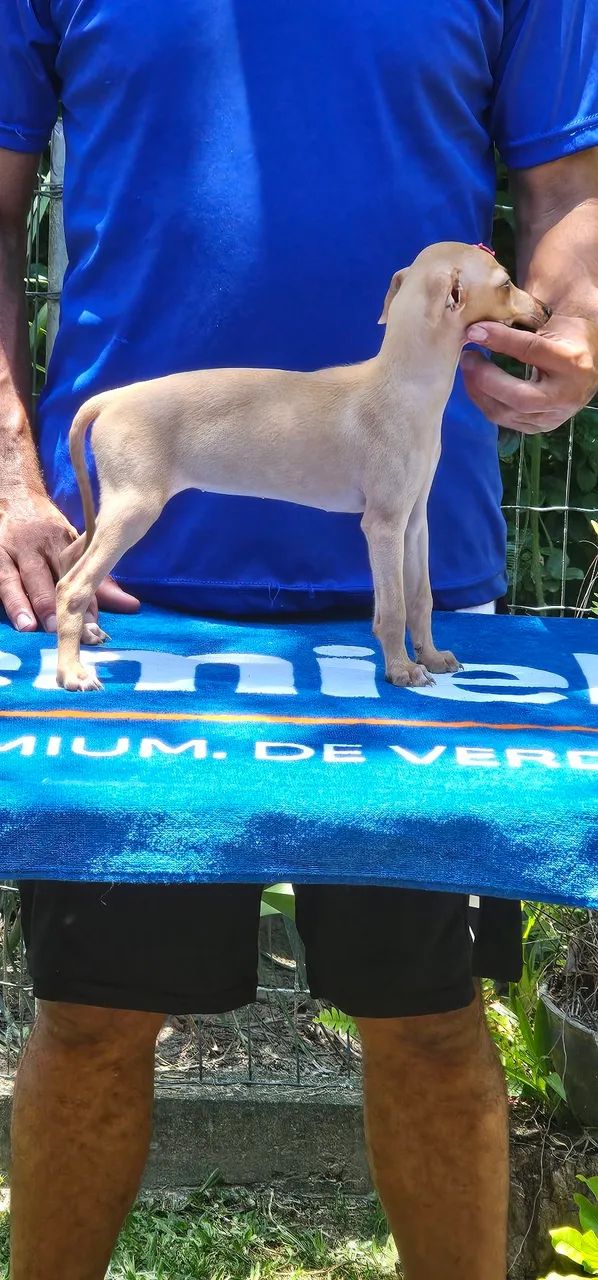 Galgo italiano Fêmea Isabela - Ideal para aptº - Foto 3
