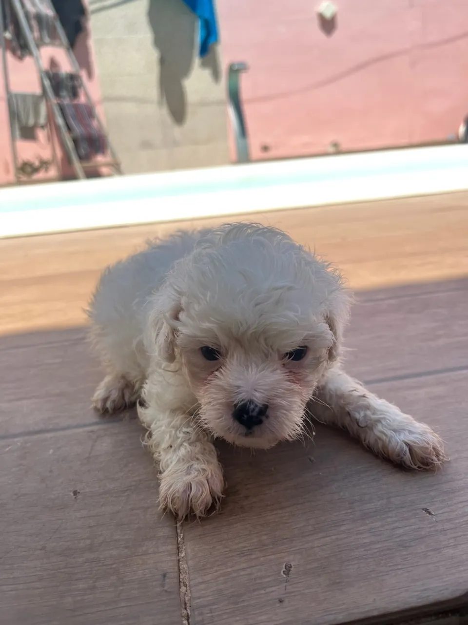 Filhote de poodle