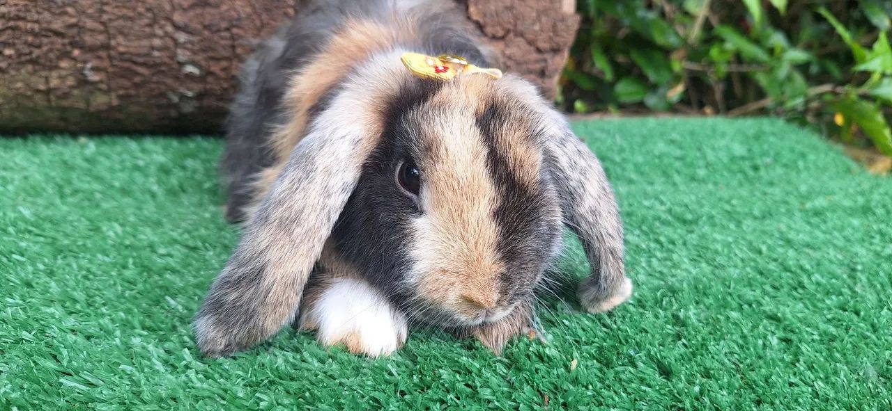 Mini lop uruguaio fêmea zap *