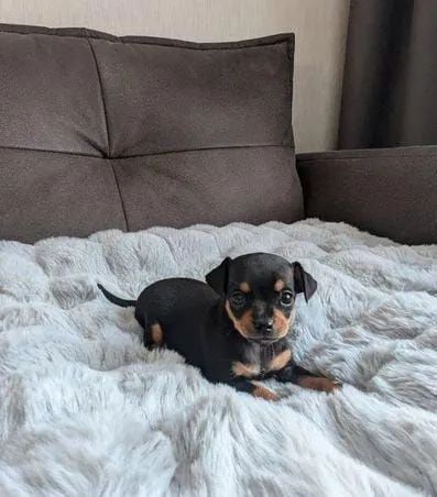 Filhotes de Pinscher disponíveis fêmeas e machos  - Foto 3