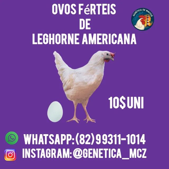 Ovos férteis - Leghorne Americana