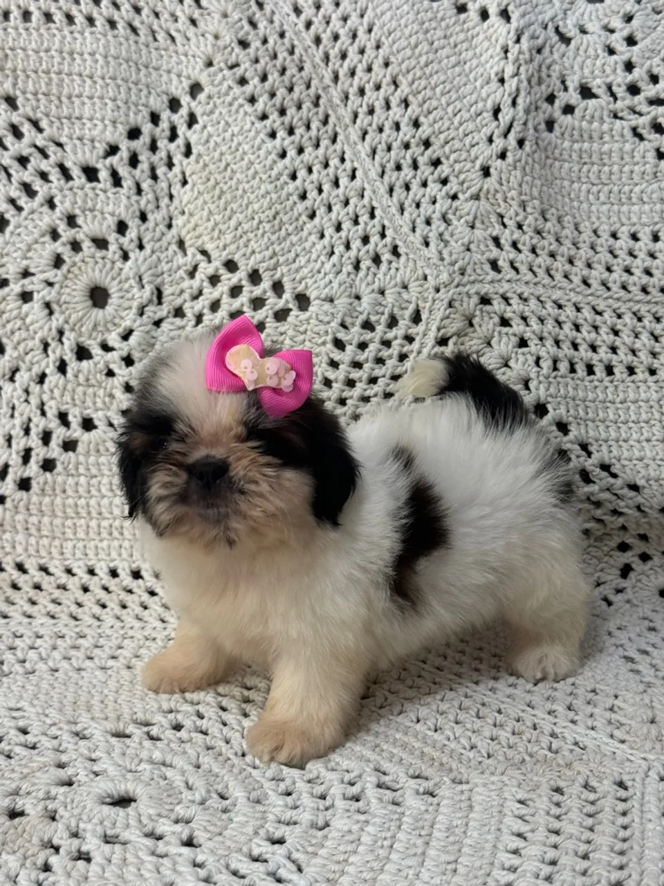 Shih Tzu filhote fêmea