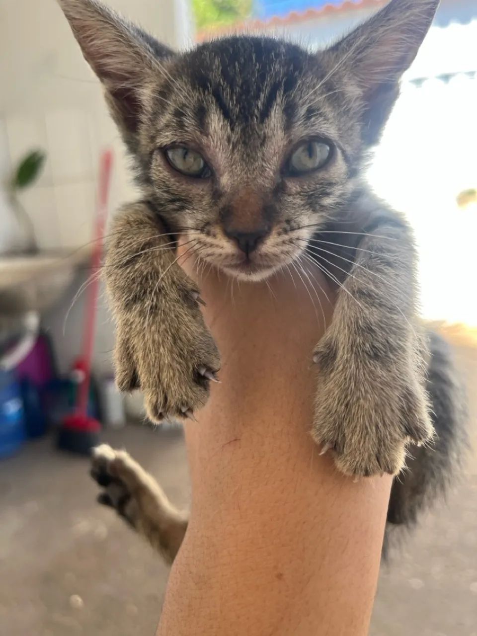 Gatinhos para adoção - Foto 2