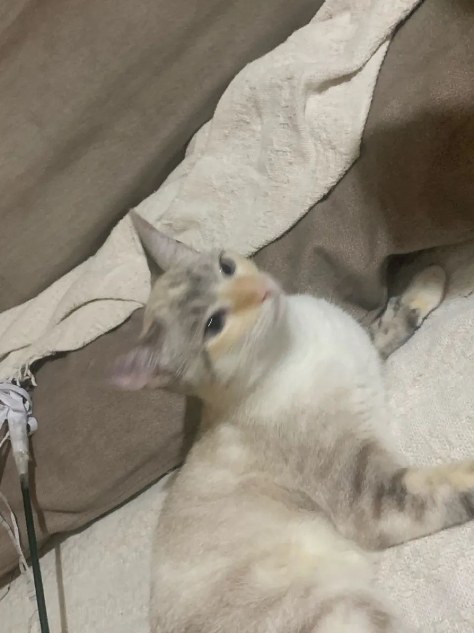 Doa-se Gata - Foto 3