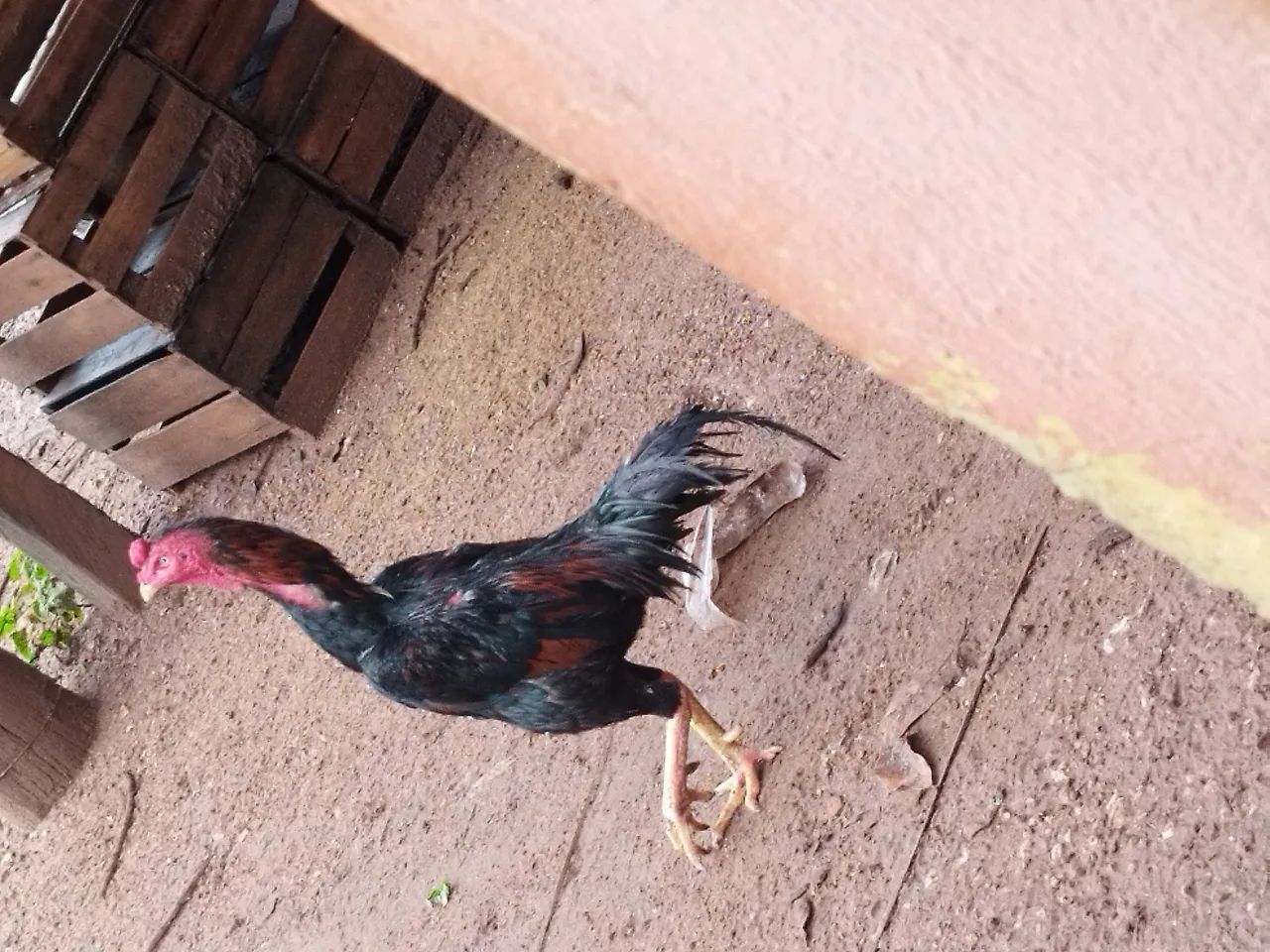 Frango indio - Foto 6