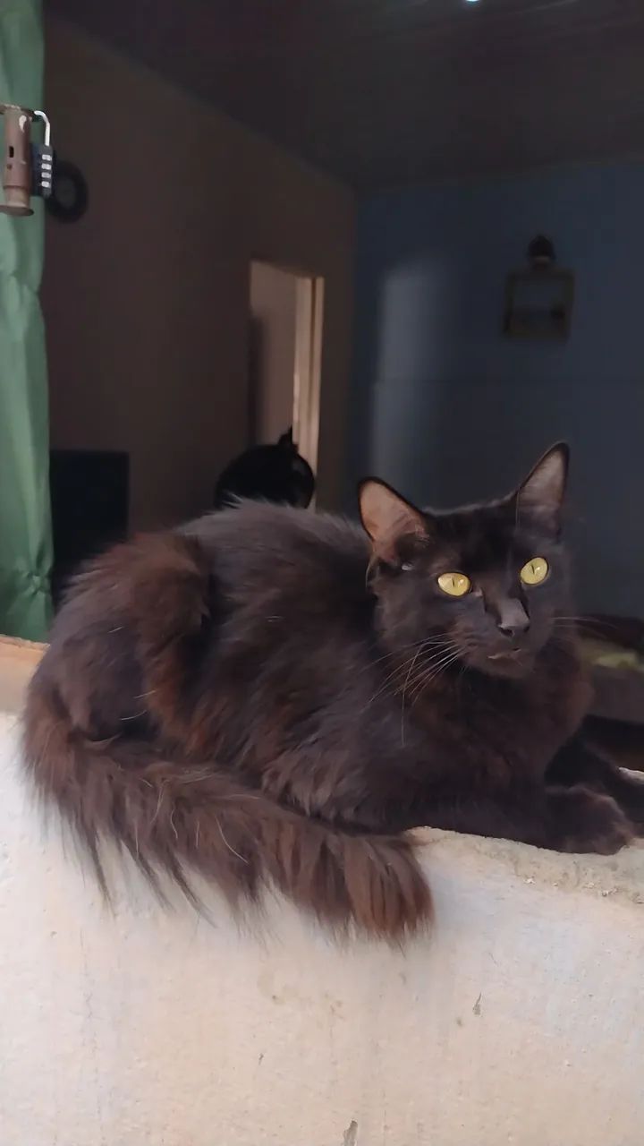 Gata Prenha para Adoção Um Ato de Amor por Muitos!  - Foto 2