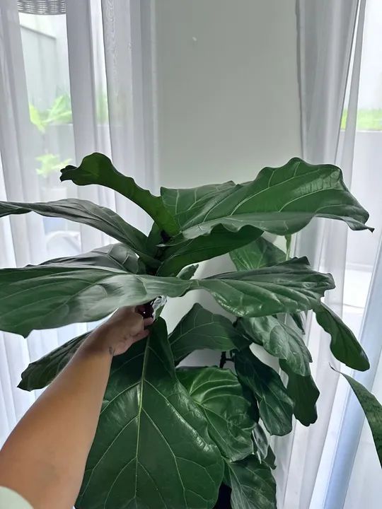 Plantas em vaso - Foto 5