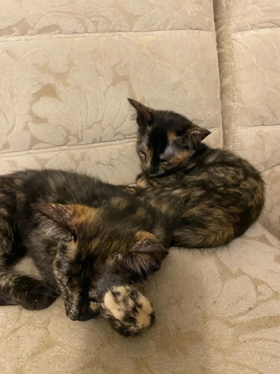 Doação de gatinhas - Foto 2