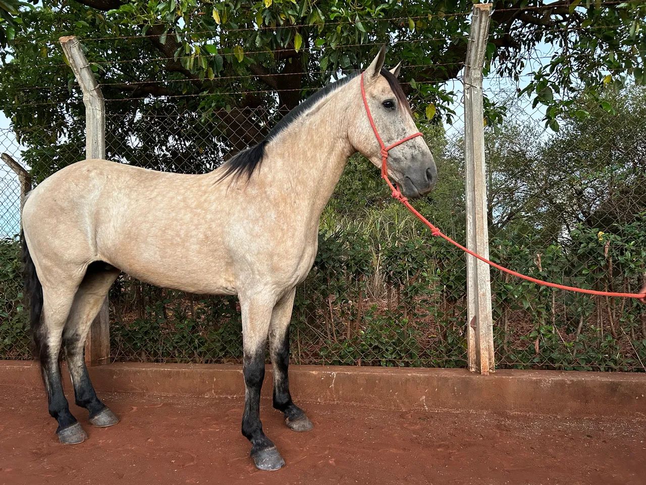 Cavalo Mangalarga  Cela e charrete  - Foto 5