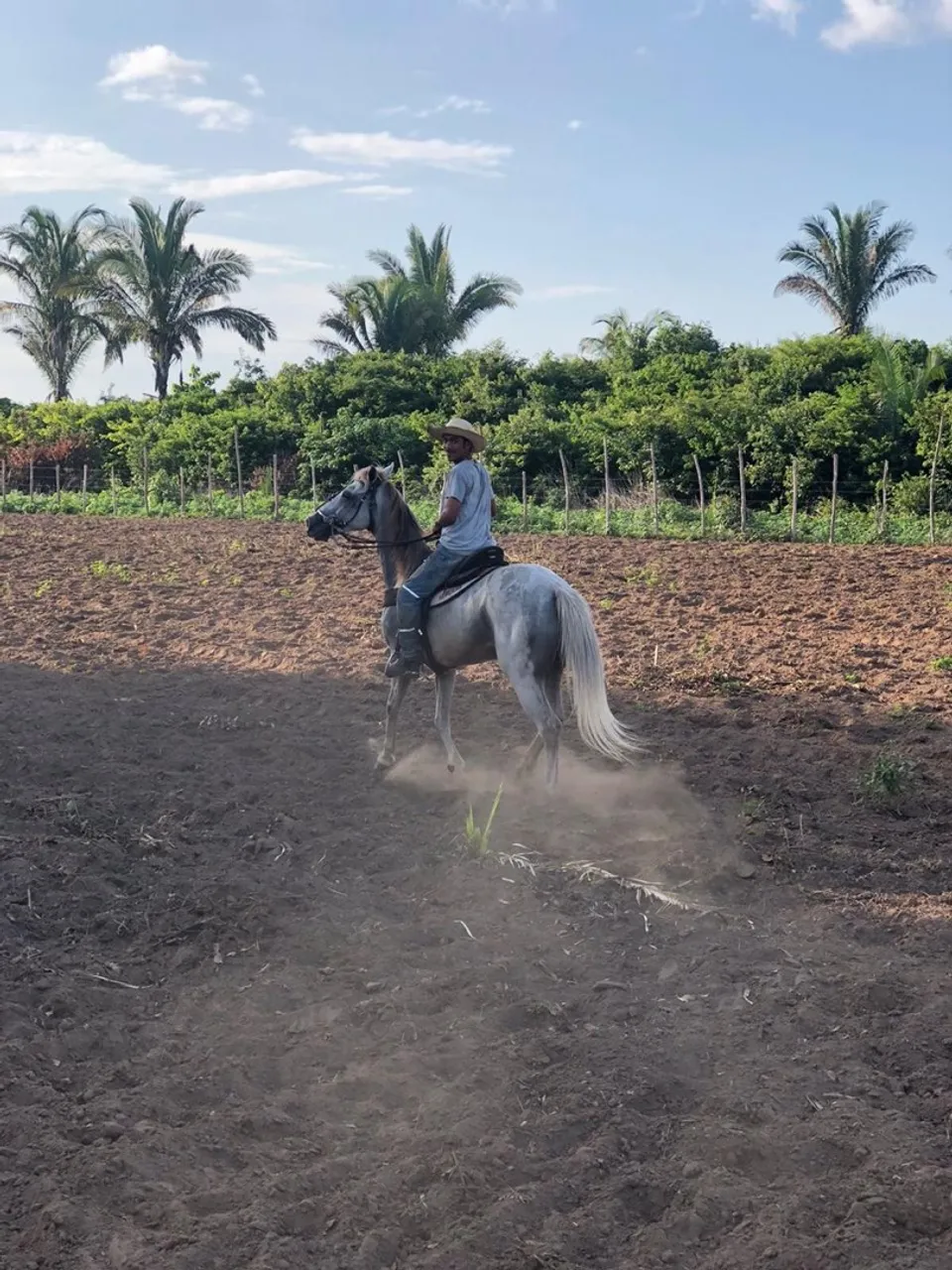 Cavalo de direita pra venda