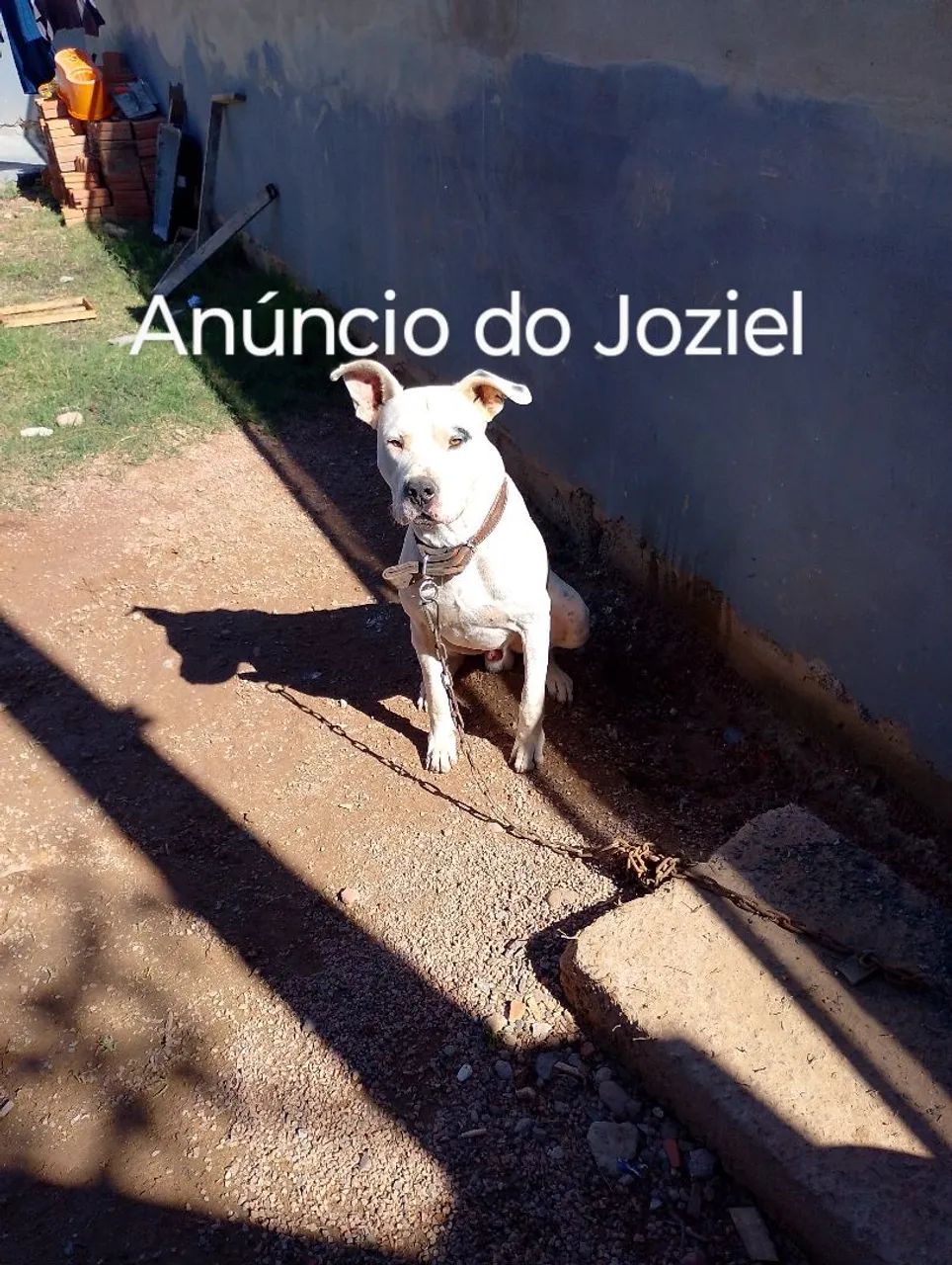 Doa-se Dogo Argentino Adulto com 5 anos - Foto 2