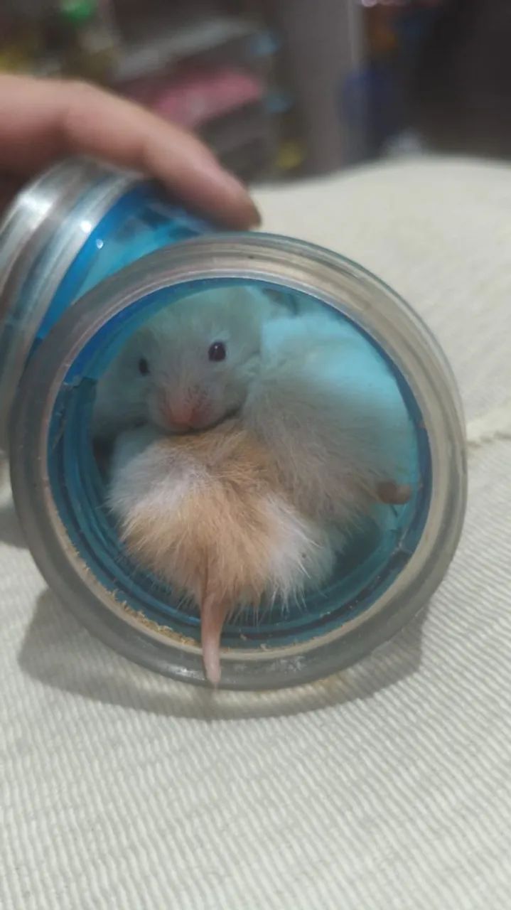 Vendo hamster siro