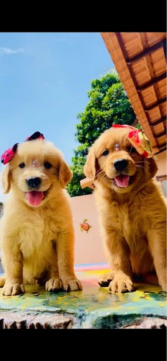 - Golden fêmea pedigree/ microchip opcional - tenho machinho