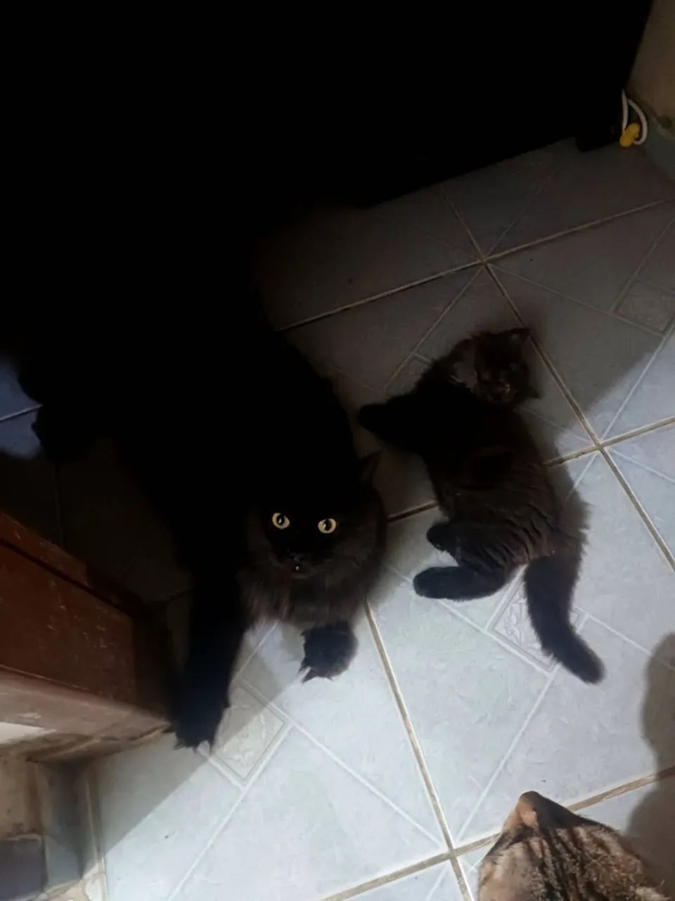 Fêmea Maine Coon - Foto 2