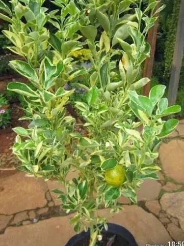 Mini Limões e tangerinas.  - Foto 2