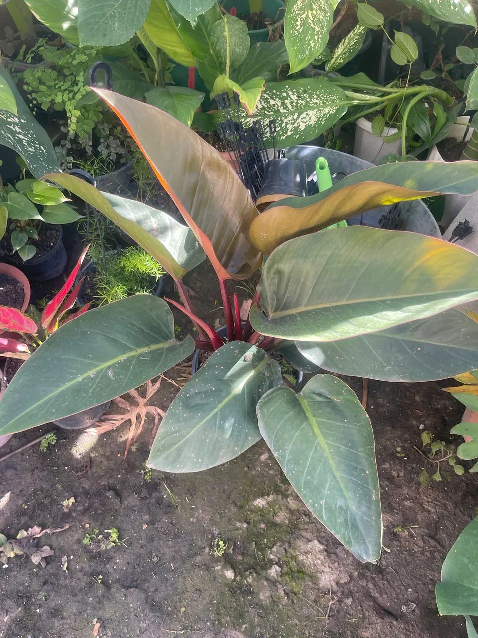 Lindas plantas  - Foto 5