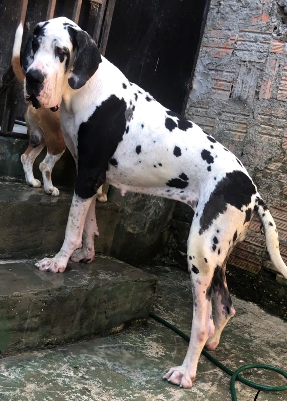 Dogue alemão  - Foto 3