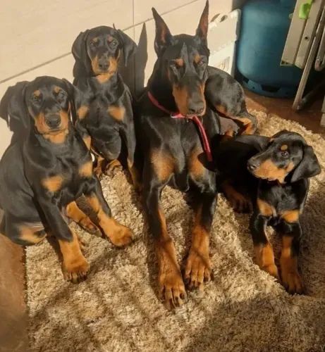Doberman melhor amigo 